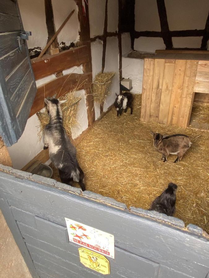 Bed and Breakfast A La Ferme Kurtzenhouse Экстерьер фото
